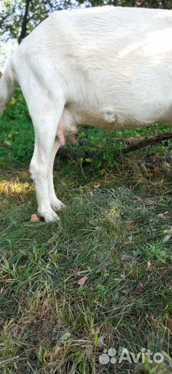 Продаю молодых коз 2-3 года и козлят