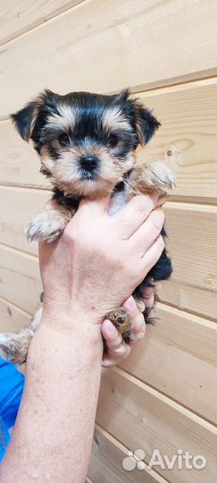 Йорки щенки мини и микро