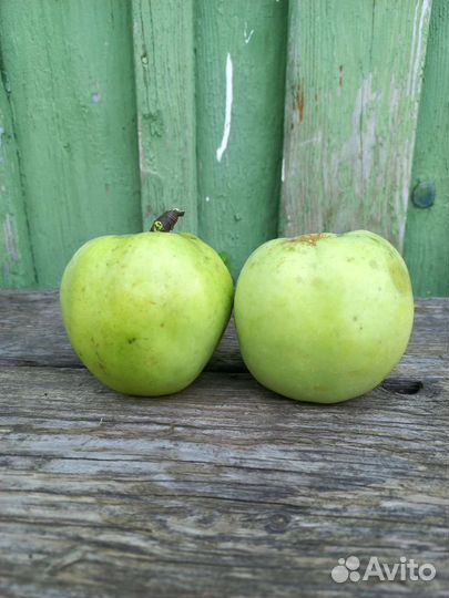Яблоки