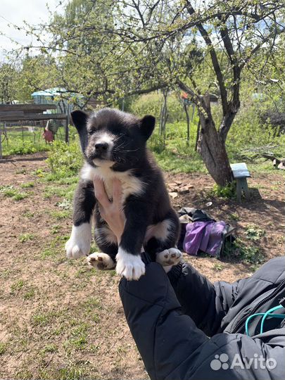 Щенки русско европейской Лайки