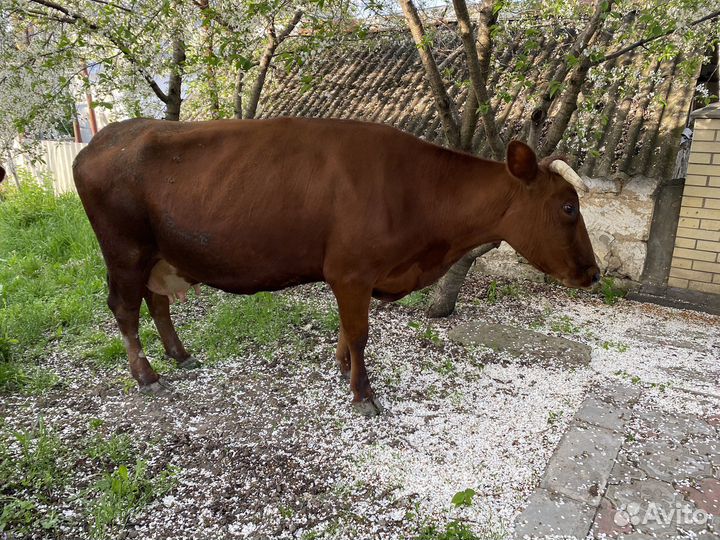 Корова стельная