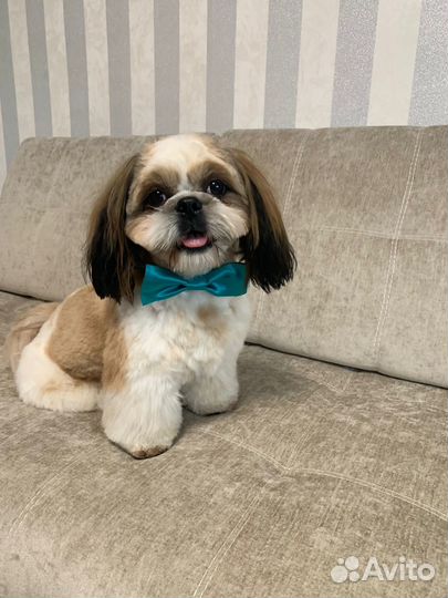 Шит цу вязка