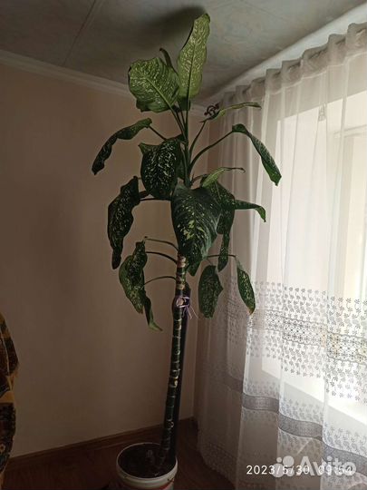 Комнатные растения цветы большие