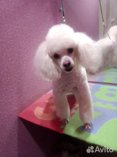 Стрижка собак и кошек.Выезд на дом