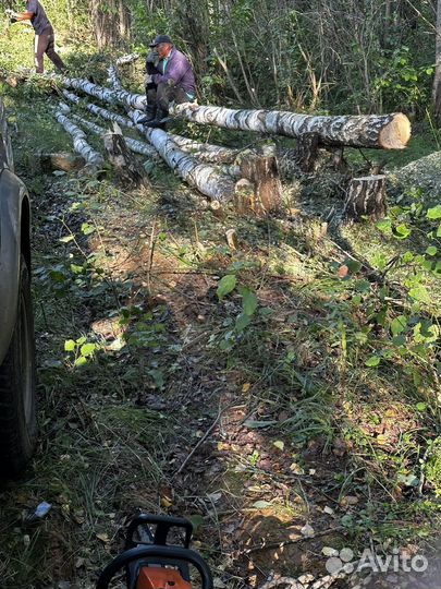 Дрова березовые