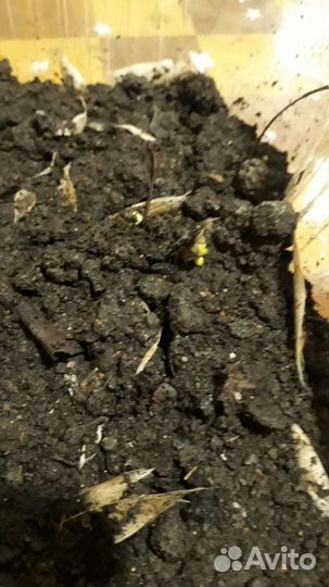 Семена катальпы