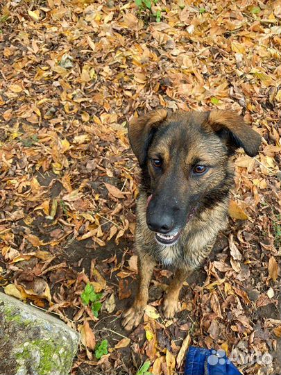 Пес из приюта