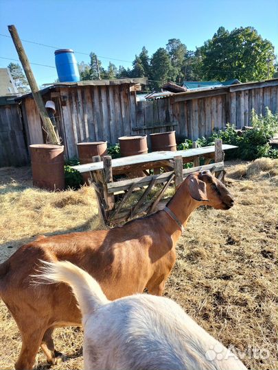 Нубийские козы