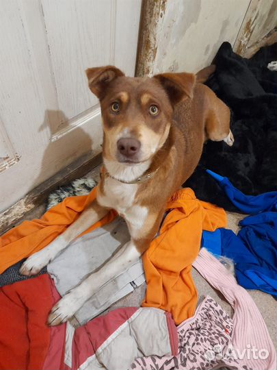 Собака в добрые руки