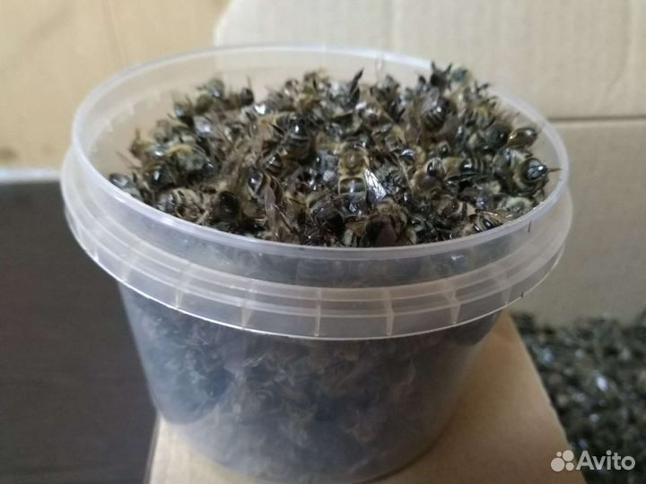 Пчелиный подмор. Продукты пчеловодства