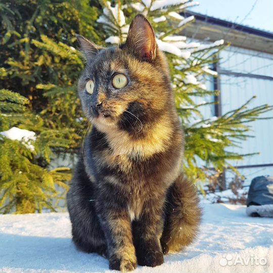 Тиграша красотка в добрые руки