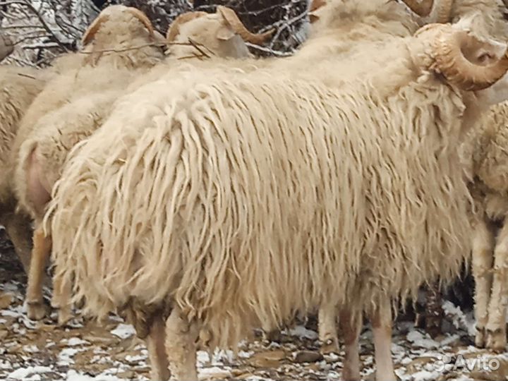 Овцы бараны