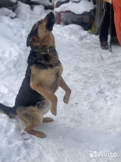Собака в добрые руки отдам бесплатно