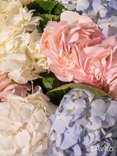 Букет Москва гортензия микс 15 шт