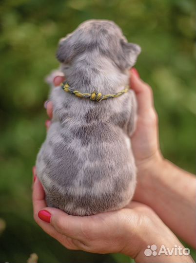 Французский бульдог голубой солид и мерле