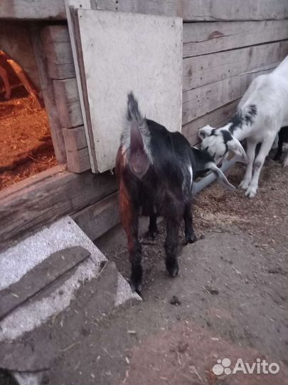 Козочка нубийская
