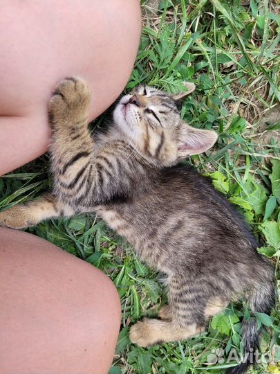 Маленькая девочка в добрые руки