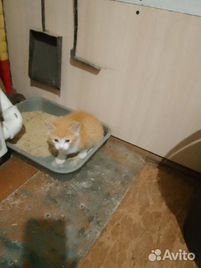 Котëнок