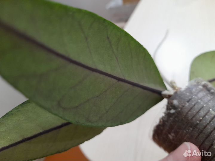 Hoya Gayolues ar 09 Смоленск, Ярцево