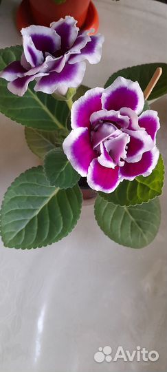 Глоксиния махровая