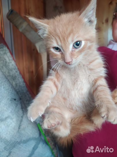 Котик рыжий