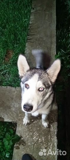 Хаски в добрые руки