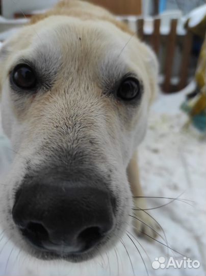 Собака (метис лабра) в добрые руки