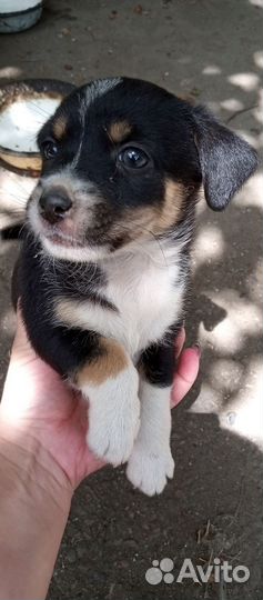 Щенок в Очень добрые руки