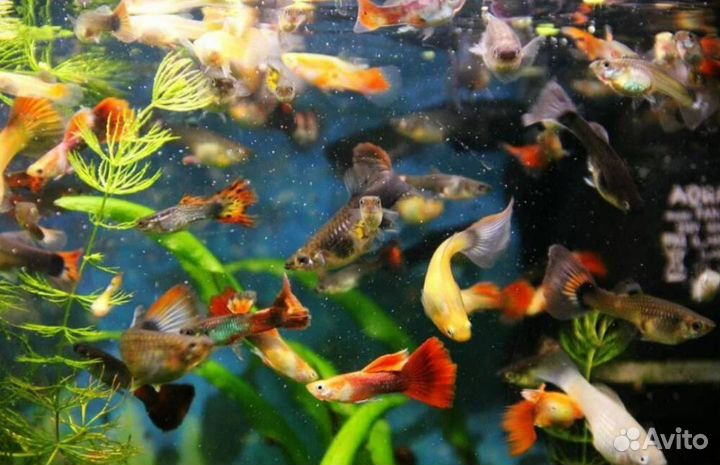 Рыбы гуппи