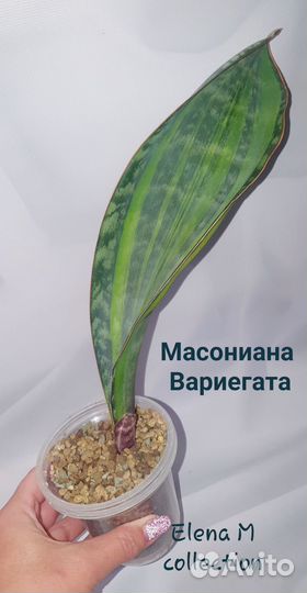 Сансивиерии (альбом 5)