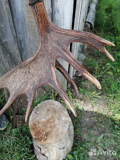 Продам рог лося