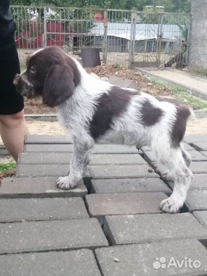 Продажа щенков дратхаара