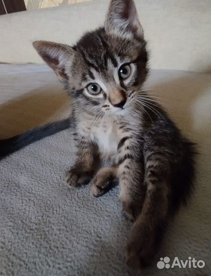 Милые котятки