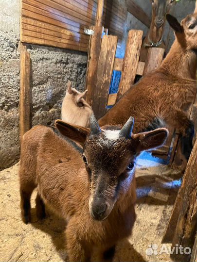 Альпийские козлята