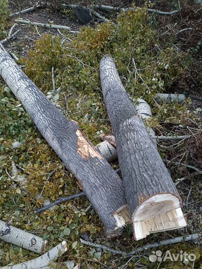 Тополя, дрова, самовывоз