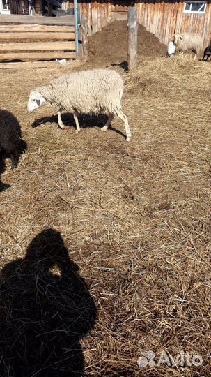 Овцы бараны