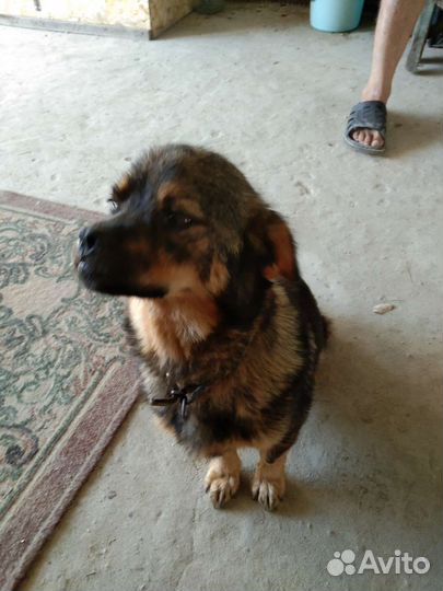 Щенок в добрые руки бесплатно маленькая порода