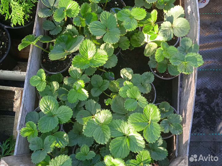 Рассада клубники