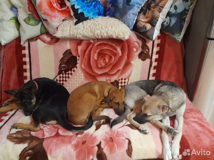 Щенок девочка в добрые руки бесплатно