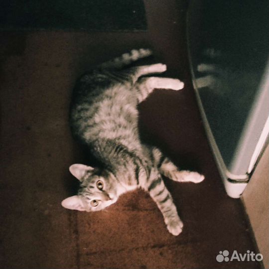 Кошка бесплатно