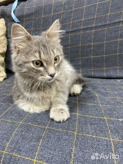 Кот в добрые руки