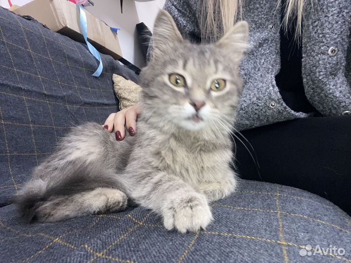 Кот в добрые руки