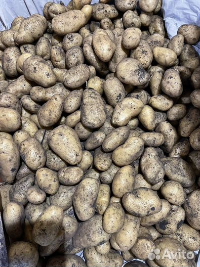 Семенной картофель сортовой