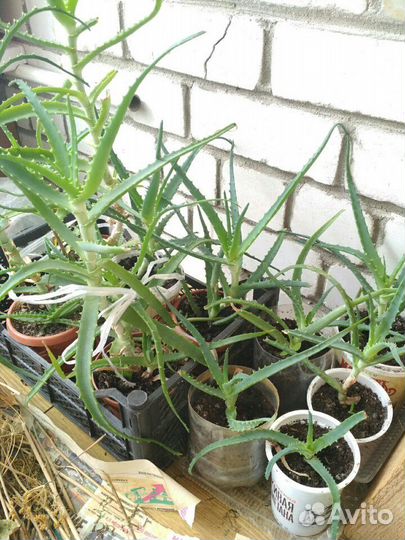 Алоэ лечебное