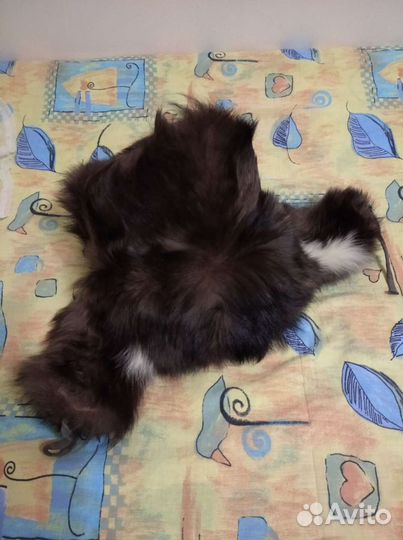 Мужская шапка из собачьей шерсти