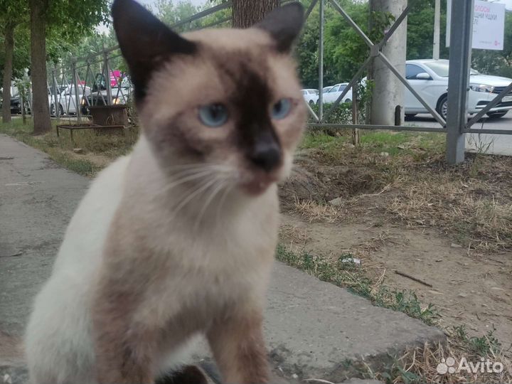 Сиамский кот
