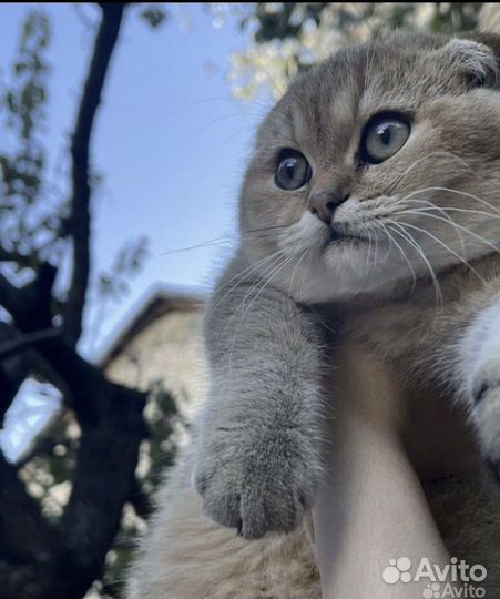 Шотландская