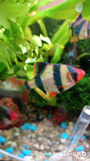 Барбусы (производители)