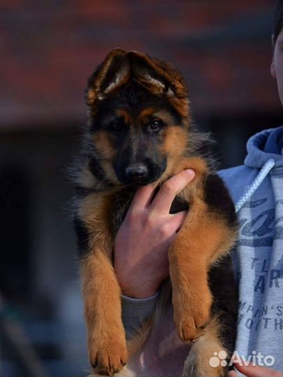 Щенки немецкой овчарки с доставкой