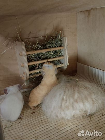 Морская свинка мерино вязка